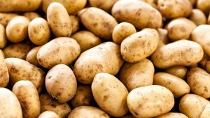آشنایی با انواع نژاد سیب زمینی و تنوع آنها در جهان! + تاریخچه
