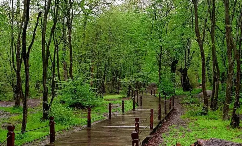 فرانچایز گرگان ۳۰ بن (نمایندگی ۳۰ بن در شهر گرگان)